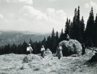 Kráľova hoľa, zber sena, Šumiac (1933)