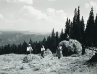 Kráľova hoľa, zber sena, Šumiac (1933)