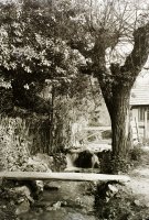 Potok a stromy, Turík (1933)
