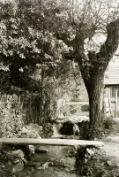 Potok a stromy, Turík (1933)