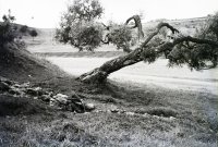 Prameň Schulerloch, Spišská Nová Ves (1931)