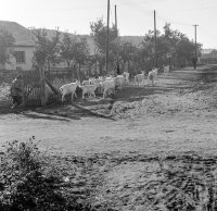 Kanadská ulica, Poltár (1960)