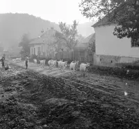 Ulica Obrancov mieru, Poltár (1960)