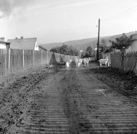 Ulica s domami, Poltár (1960)