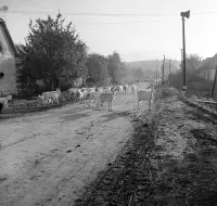 Ulica 9. mája, Poltár (1960)