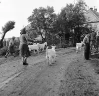 Most cez Poltaricu na ulici Obrancov mieru, Poltár (1960)