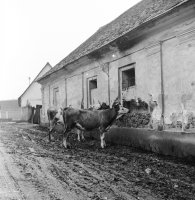 Ulica Obrancov mieru od Námestia 1. mája, Poltár (1960)