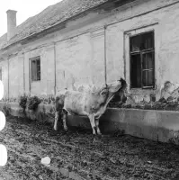 Ulica Obrancov mieru od Námestia 1. mája, Poltár (1960)