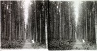 Ivánkova cesta do Spišskej Belej v Tatranskej Kotline, Vysoké Tatry (1910)