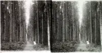 Ivánkova cesta do Spišskej Belej v Tatranskej Kotline, Vysoké Tatry (1910)