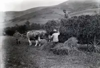Práca na poli, Vrbovce (1920)
