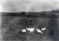 Pasenie husí pri obci, Vrbovce (1920)