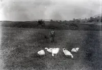 Pasenie husí pri obci, Vrbovce (1920)