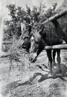 Hlavné námestie počas dobytčieho trhu, Vrbovce (1920)
