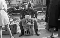 Trh s vtáctvom a papagájmi, Žilina (1972)