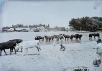 Rieka Váh, Piešťany (1914)