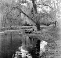 Park pri Berchtoldovom kaštieli, Fiľakovo (1959)