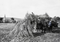 Žatva na okraji mesta, vľavo kostol Nanebovzatia Panny Márie, Spišská Nová Ves (1929)