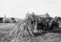 Žatva na okraji mesta, vľavo kostol Nanebovzatia Panny Márie, Spišská Nová Ves (1929)