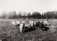 Okraj mesta, Spišská Nová Ves (1929)