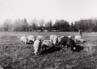 Okraj mesta, Spišská Nová Ves (1929)